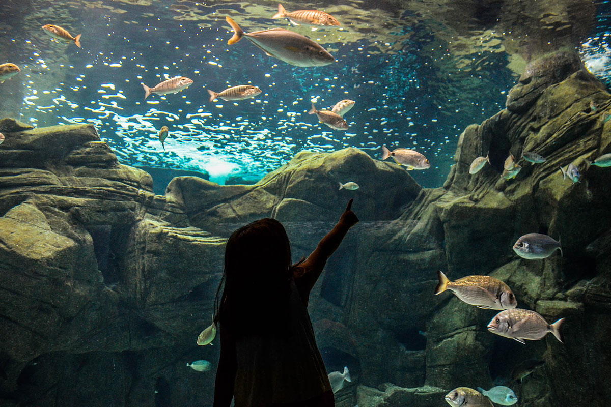 Θαλασσόκοσμος – Cretaquarium